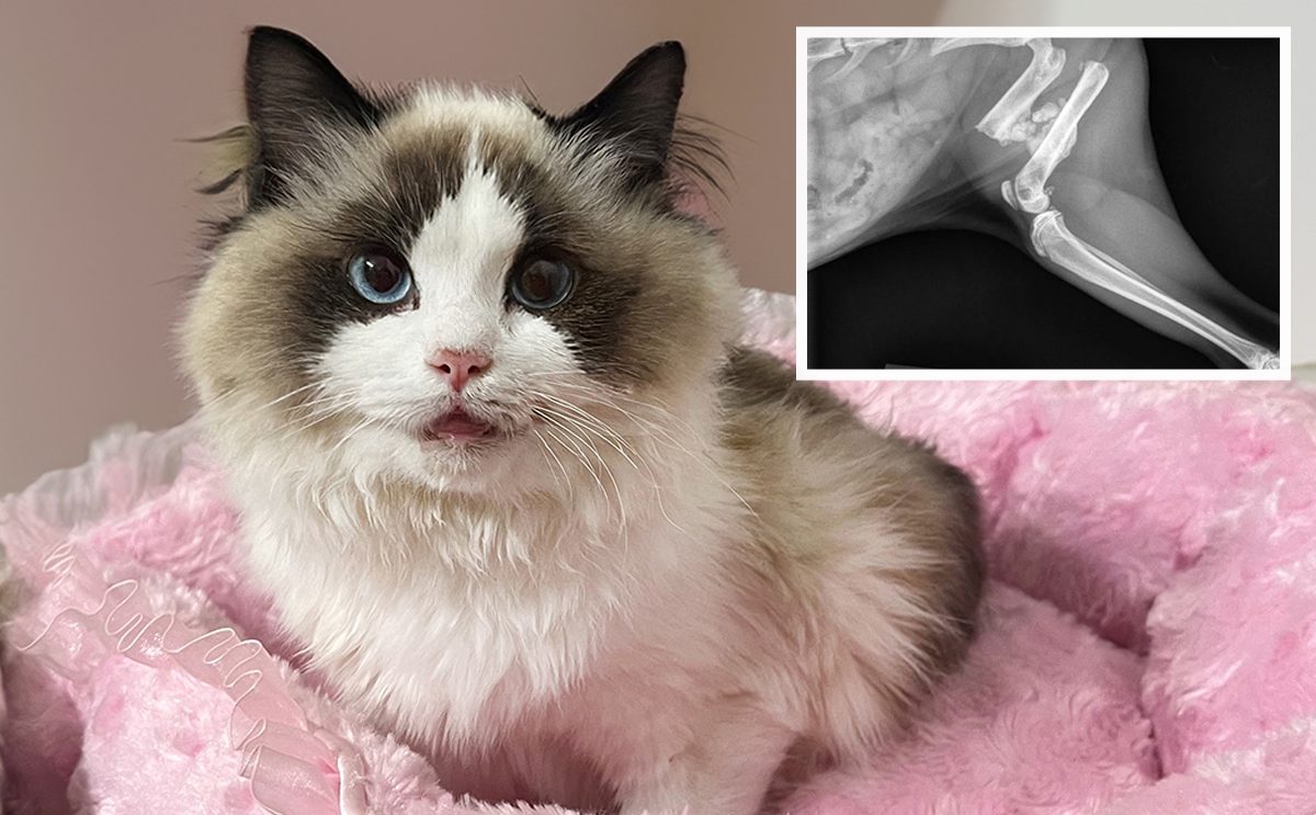 Winter, 10-month-old female Ragdoll cat sitting. A small photo of an x-ray is shown in the corner.