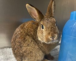 A brown rabbit inside a kennel