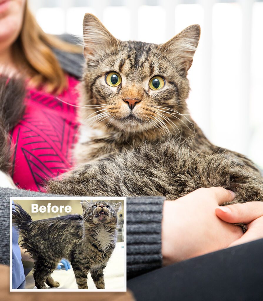 a tabby cat laying on a person's lap. A small photo is shown in the corner of the cat upon rescue. The words 