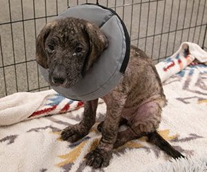 small puppy with mange, wearing a veterinary cone, sitting