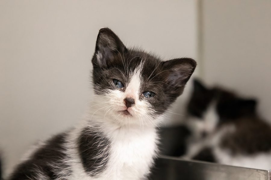 Small black and white kitten