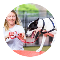 A person walking a dog on an agility ramp