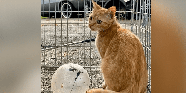 An orange kitten in a humane cat trap with a circular jar next to her