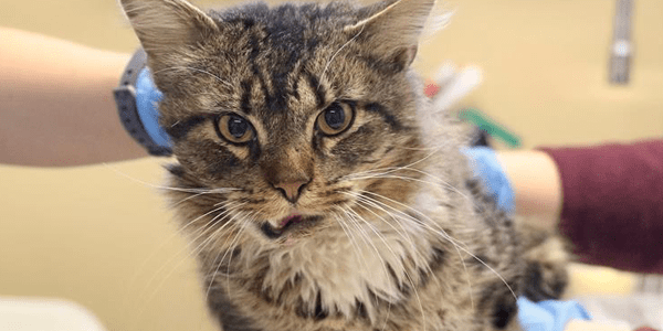 A tabby cat receiving a vet exam