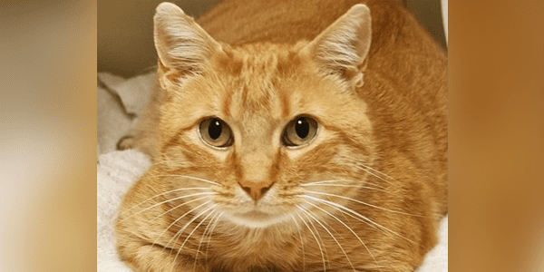 an orange tabby cat