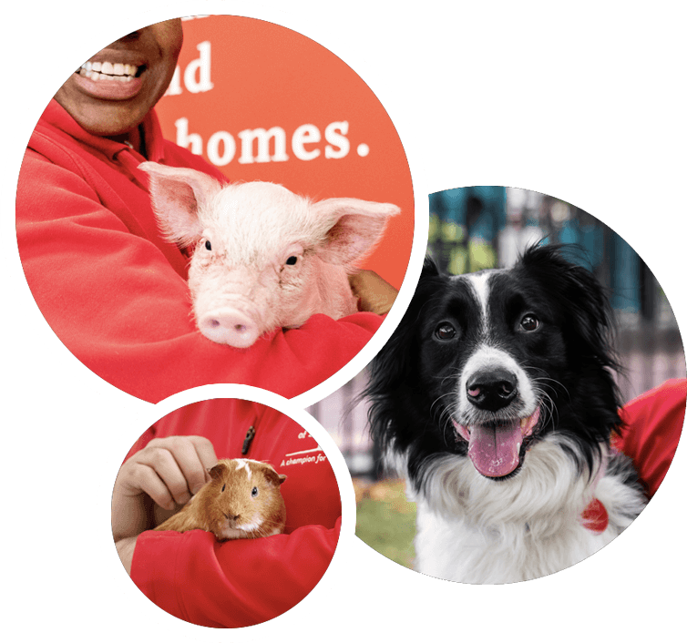 three circles showing ARL staff members with animals