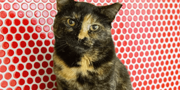 a tortie cat