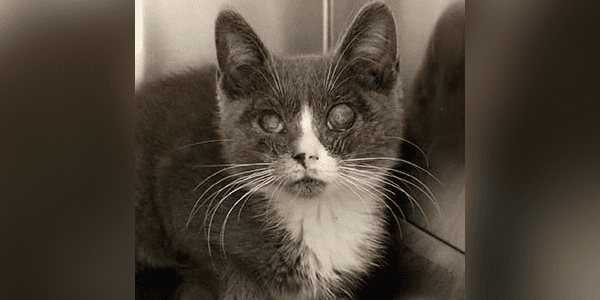A small gray and white kitten