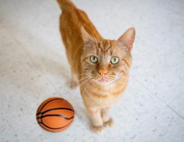 an orange tabby cat standing next to a small basketball