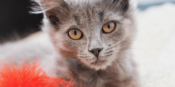 gray kitten