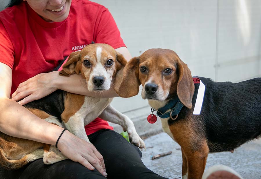 A person wearing a red t-shirt sits crosslegged on the ground, outside. Two beagle dogs are next to them - one beagle dog is sitting in their lap.