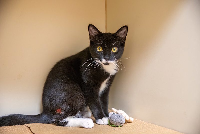 A black and white kitten sitting in a cat kennel with a burn above on of its legs. 