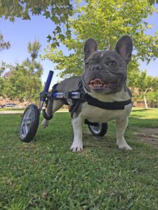 A small gray and white dog in a wheelchair outside in the grass.