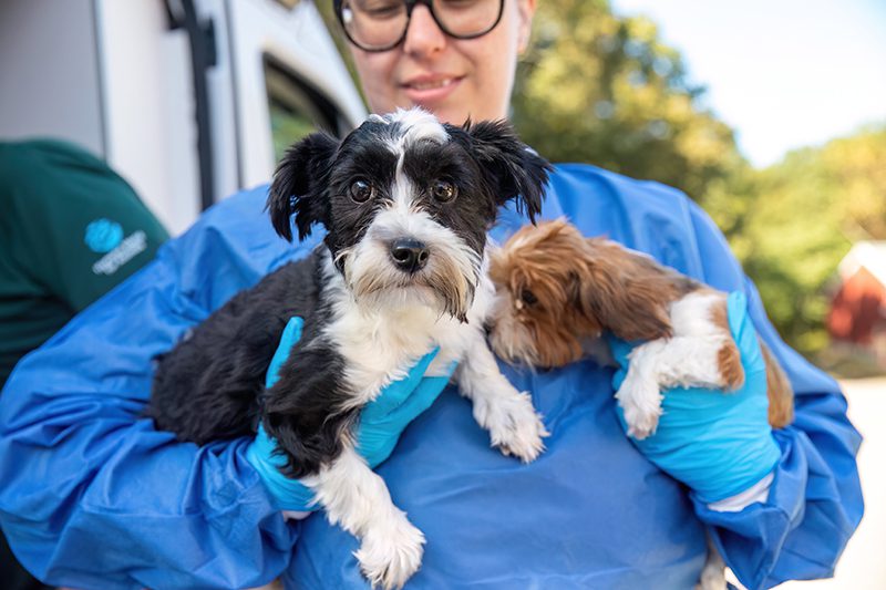 a person wearing PPE, holding two small dogs