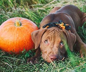 A puppy lying on the grass on a sunny morning and bright scarf with a pumpkin pattern. A pumpkin is beside him