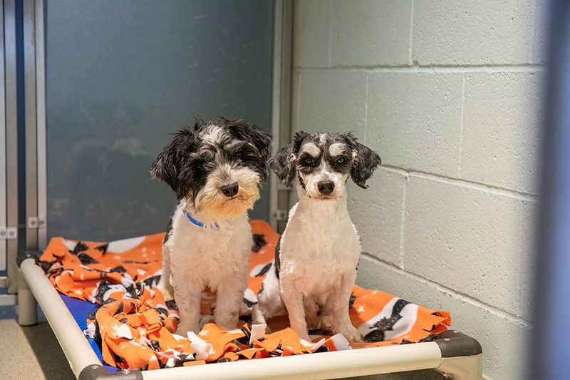 two small black and white dogs sitting close together on a bed inside their dog kennel