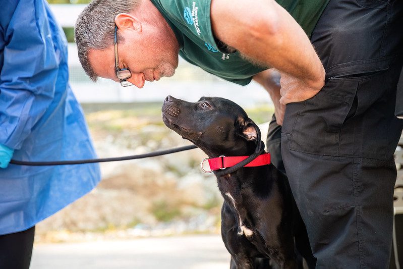 A person leaning over a medium-sized black dog. The dog is looking up at the person