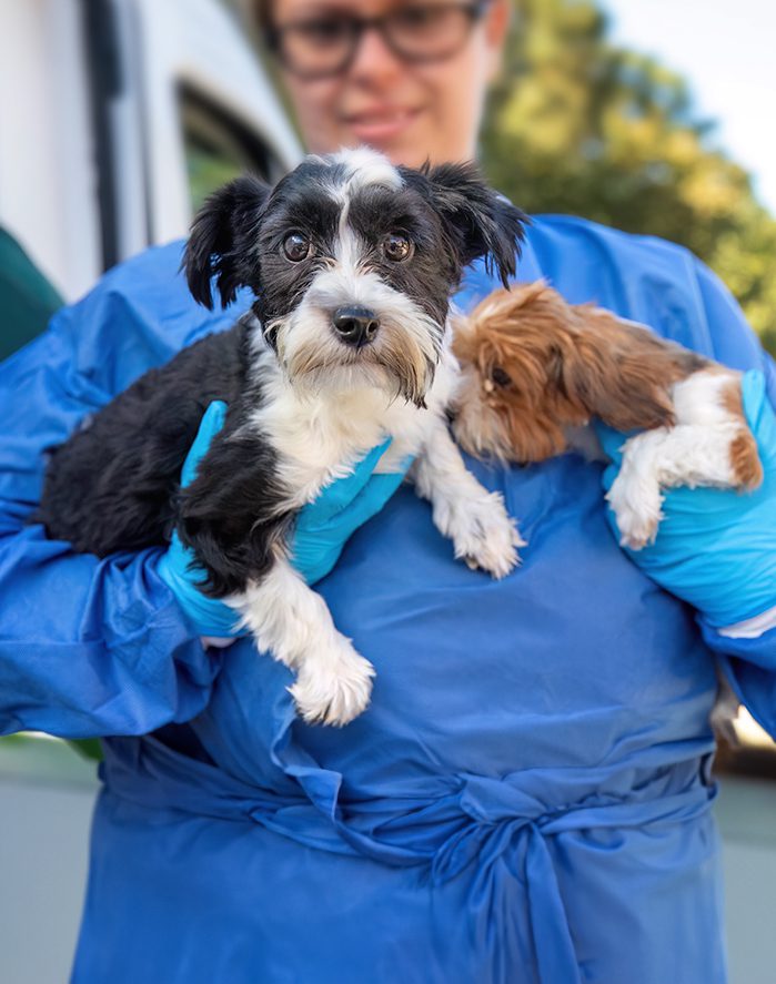 A person wearing blue scrubs and gloves, holding two small puppies. 