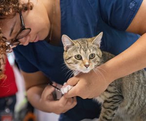 A person with curly hair, wearing glasses, gently trims the nails of a calm tabby cat.
