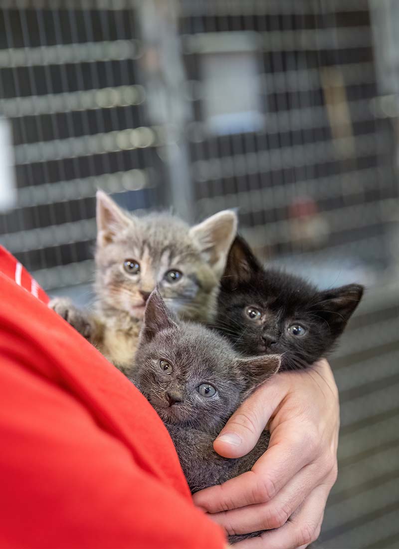 Three small kittens being held close together by an ARL staff member, wearing a red t-shirt.