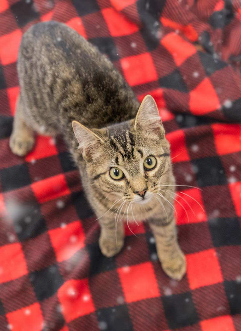 A curious tabby cat with wide eyes stands on a red and black checkered blanket, surrounded by soft, falling snowflakes, conveying a warm, festive mood.