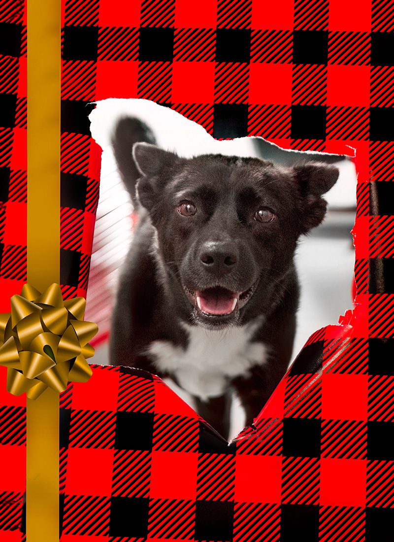 A smiling black and white dog peeks through torn red plaid wrapping paper with a gold ribbon and bow.