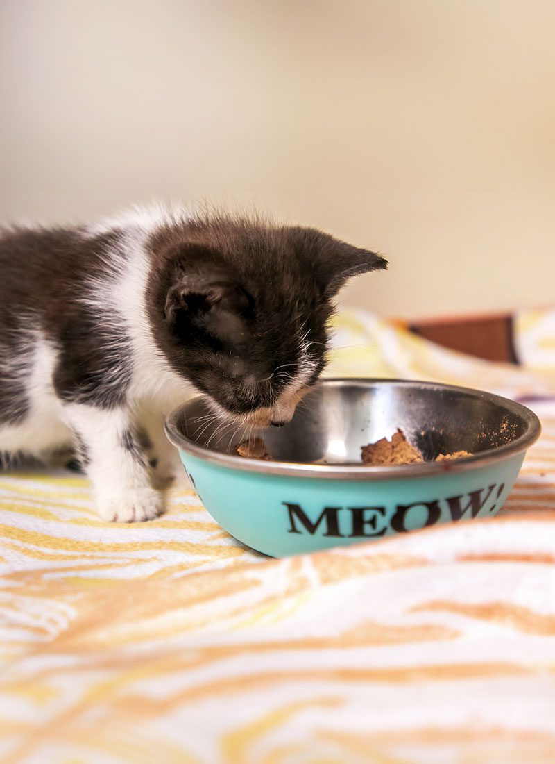 a small kitten eating from a bowl of cat food