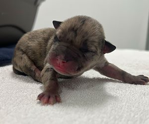 Newborn puppy with closed eyes and speckled fur lying on a white towel.