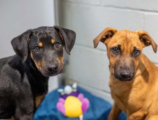 Two young dogs, one black and tan, one tan, sit on a blue blanket beside a colorful plush toy against a light-colored wall.
