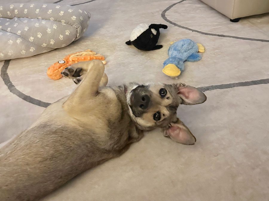 A playful dog lies on its back on a beige rug, surrounded by colorful plush toys.