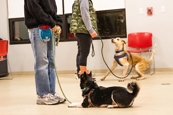 Two dogs attend obedience training. A black and white dog lies calmly, while a tan dog sits attentively. Owners hold leashes in a bright room.