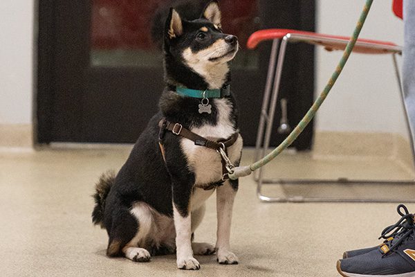 Black and white Shiba Inu dog, wearing a teal collar and harness sits attentively on a tan floor. A leash is held by a person wearing sneakers.