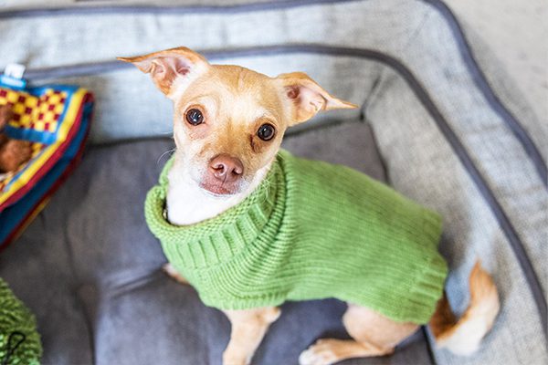 A small dog in a green sweater sits in a cozy gray pet bed, looking up with curious eyes. A colorful toy is visible in the top left corner.