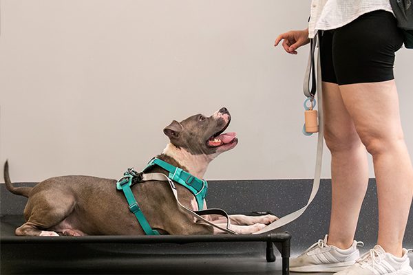 A gray and white dog wearing a teal harness lies on a platform, looking up eagerly at a person holding a leash, conveying a sense of anticipation and focus.