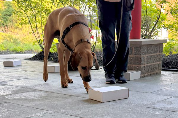 A brown dog in a harness sniffs a white box on a stone patio. A person stands nearby holding the leash. The scene is outdoors with greenery.
