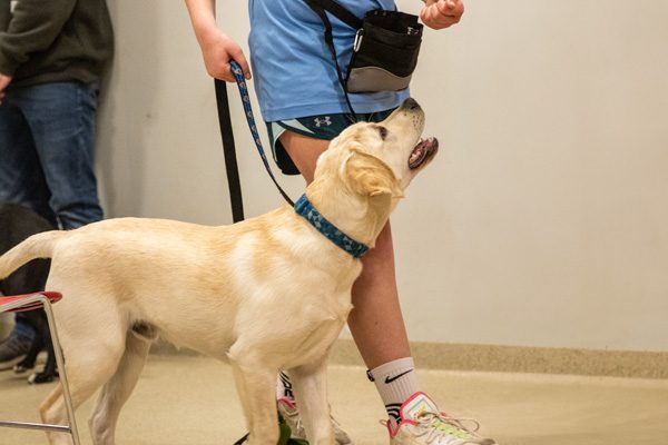 Person in sports attire training a Labrador retriever dog, indoors. The dog looks up attentively, capturing a sense of focus and connection.