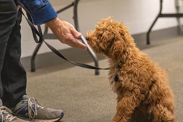 A curly-haired brown dog on a leash sits attentively, looking up at a person extending a hand. The setting is indoors with a warm, gentle tone.