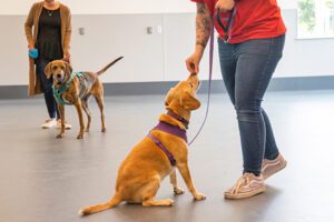 A seated dog in a purple harness receives a treat from a person in jeans and a red shirt, while another dog waits with its owner in the background.
