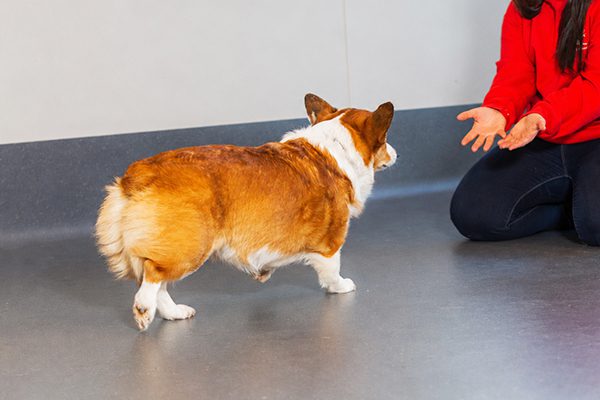 A brown and white corgi walks towards a person in a red sweater kneeling on a gray floor. The scene suggests training or play, conveying warmth.