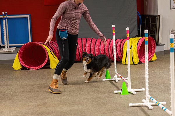 A dog agility course with a person guiding a small dog through weave poles. The setting is indoors with bright pink tunnels in the background.
