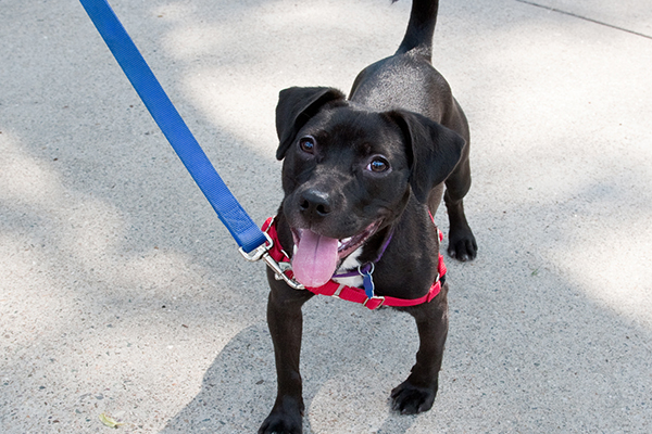 A small black dog on a blue leash stands on a sidewalk, wearing a red harness. The dog looks up with a joyful expression and tongue out.