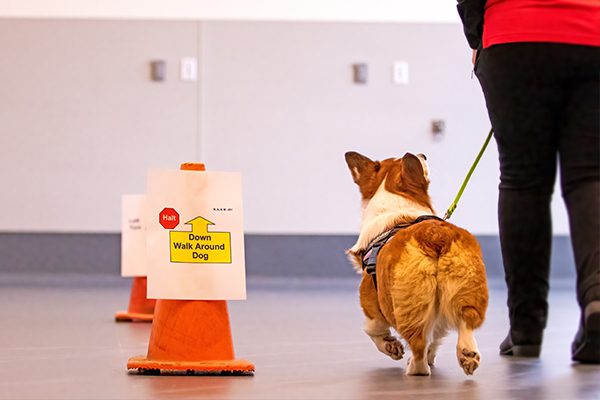 A Corgi on a leash walks beside a person in a training area. An orange cone with a sign reads