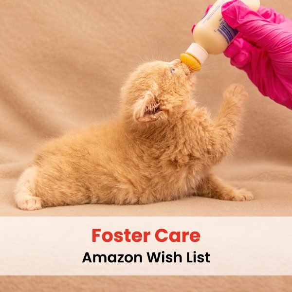 small orange kitten being fed by a person holding a small bottle.