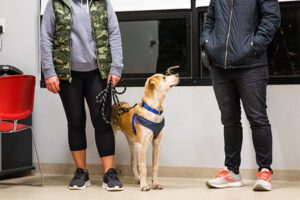 Two people stand indoors with a tan and white dog wearing a blue harness looking up at one of them. The people’s faces are not visible.