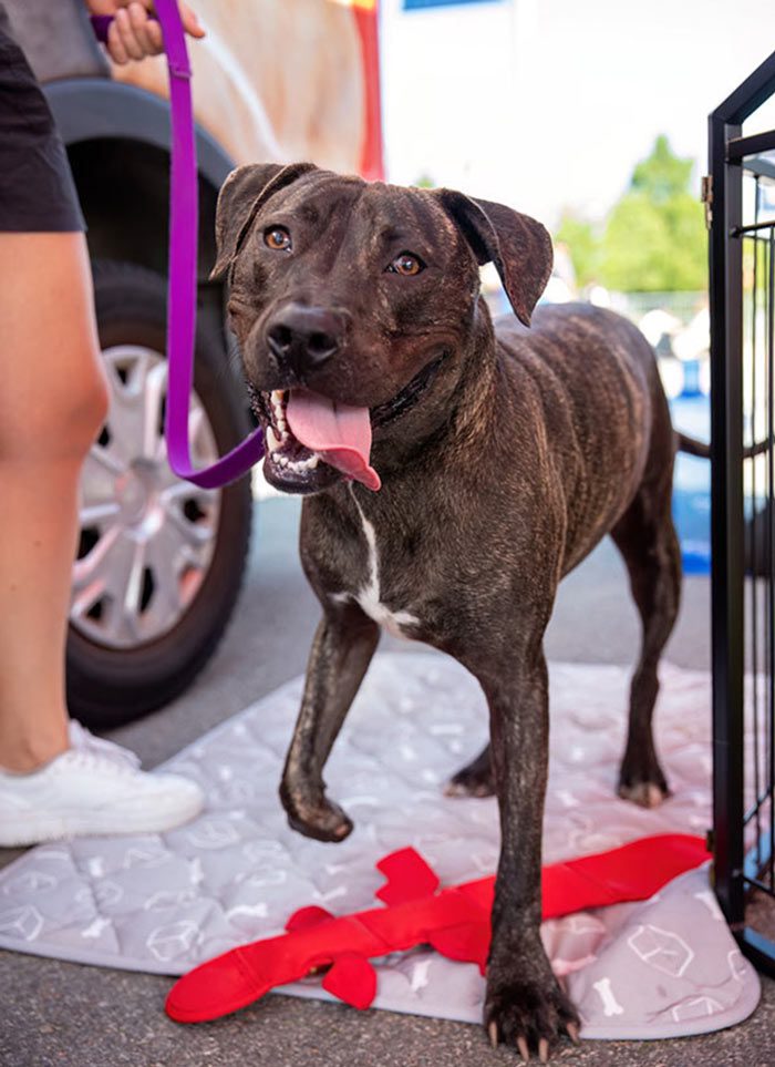 Happy brindle dog with a white chest stands outdoors, panting beside a person and car.