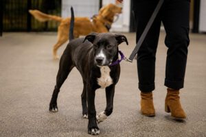 A dog walking on a leash, happily trotting alongside its owner in an indoor setting. Another dog is in the background.