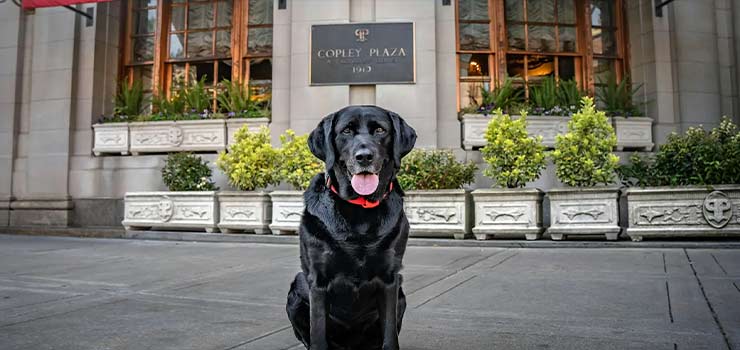 Cori Copley, a black Labrador Retriever, sits in front of the Copley Plaza Hotel in Boston