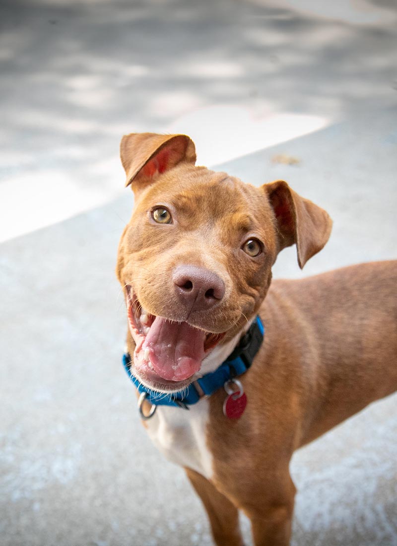 Happy brown-and-white pit bull mix with a blue collar and red tag looks up with a tilted head and open-mouthed smile, conveying joy.