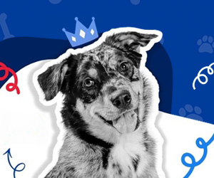 Blue Hills “Home Sweet Homecoming” graphic featuring a playful dog illustration.