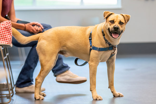 A friendly tan dog wearing a blue harness stands inside, tongue out beside a seated person.